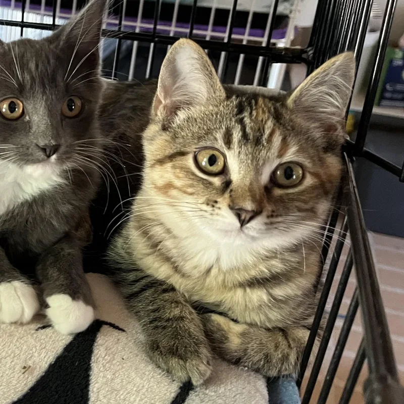 A baby small-sized male Tabby (Buff / Tan / Fawn) Domestic Short Hair cat named Minnow for adoption in Wells, ME