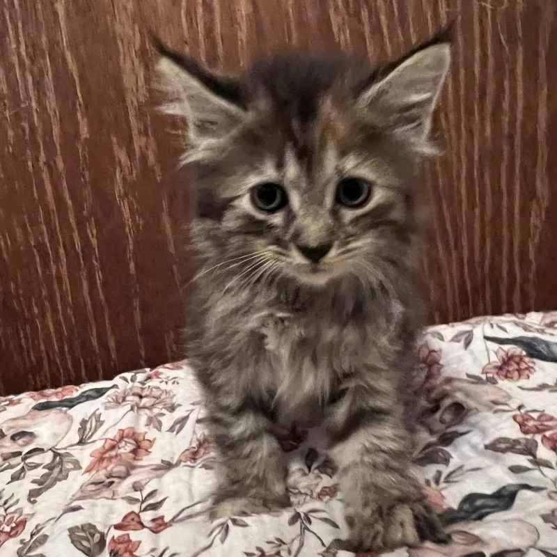 A baby small-sized female Black Domestic Medium Hair cat named Pumpkin for adoption in Edwards, IL