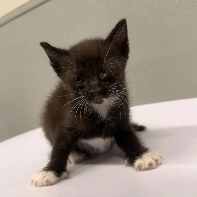 A baby small-sized female Black Domestic Short Hair cat named Socks for adoption in Tampa, FL