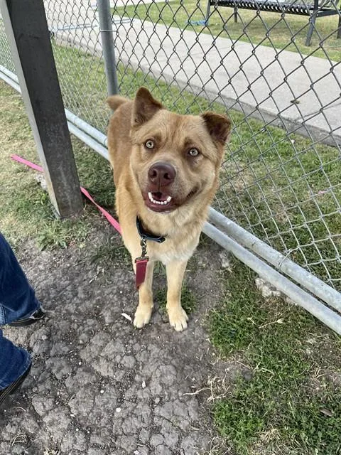 A young large-sized male Chow Chow dog named Sunoco for adoption in Corpus Christi, TX