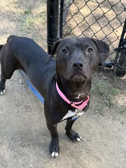 An adult medium-sized female Mixed Breed dog named Velvet for adoption in West Chester, PA