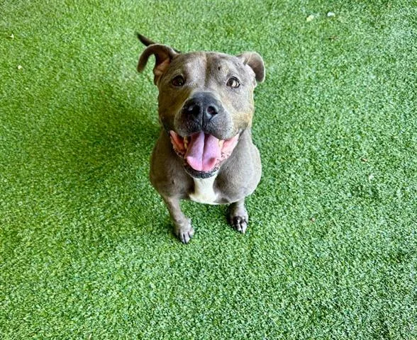 An adult large-sized female Pit Bull Terrier dog named Billie for adoption in Garland, TX