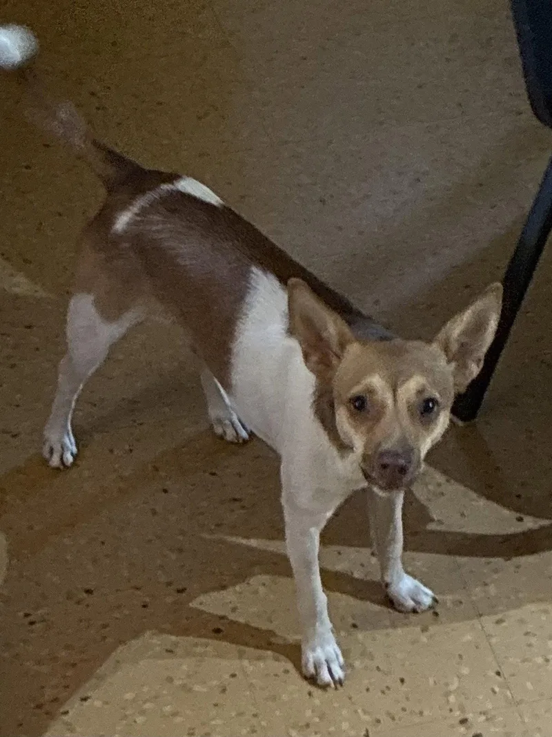 A young small-sized female Italian Greyhound dog named Petra for adoption in Apple Valley, CA