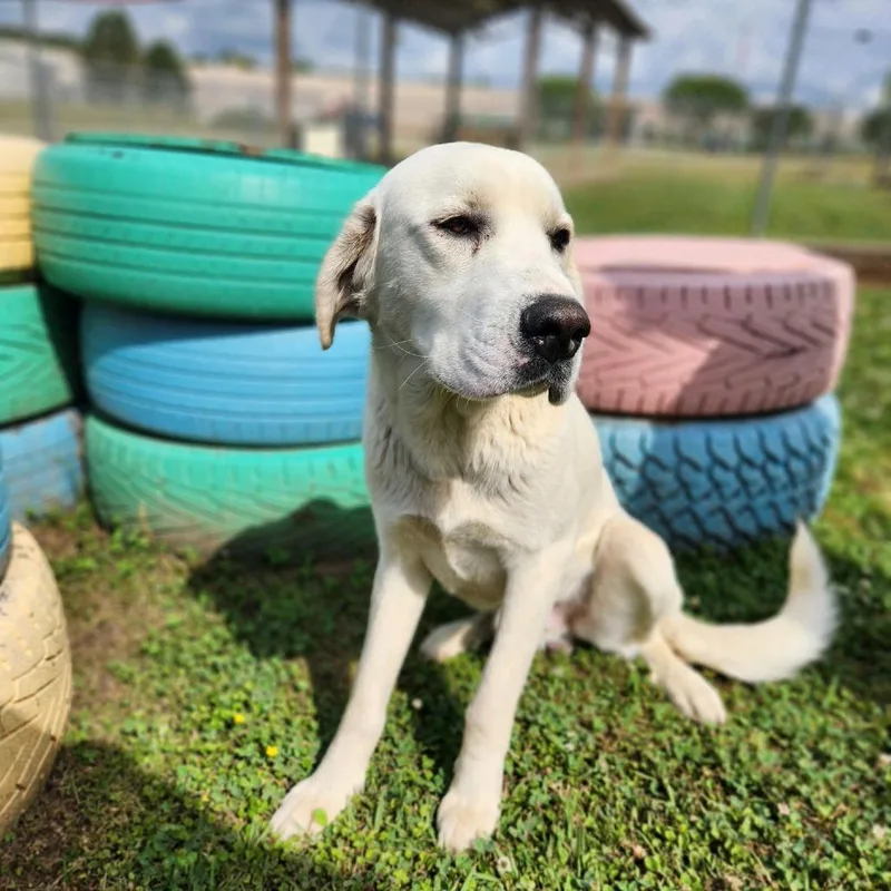 An adult large-sized male White / Cream Mixed Breed dog named White Rain for adoption in Enfield, NH