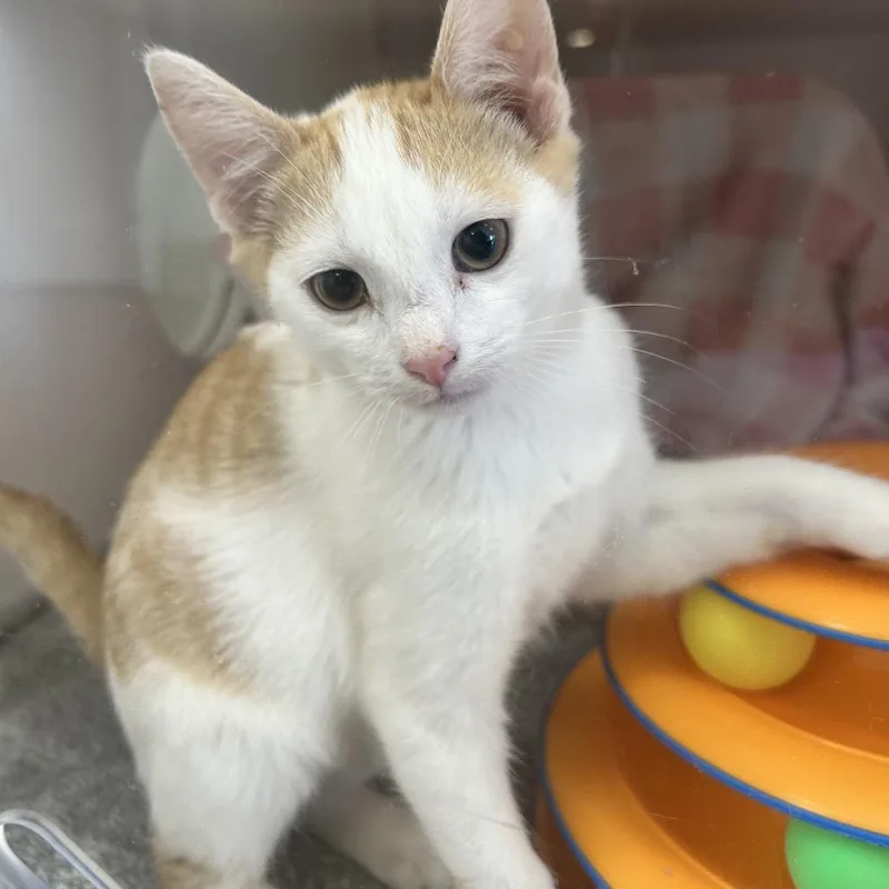A baby small-sized male White Domestic Short Hair cat named Vito for adoption in Ojai, CA