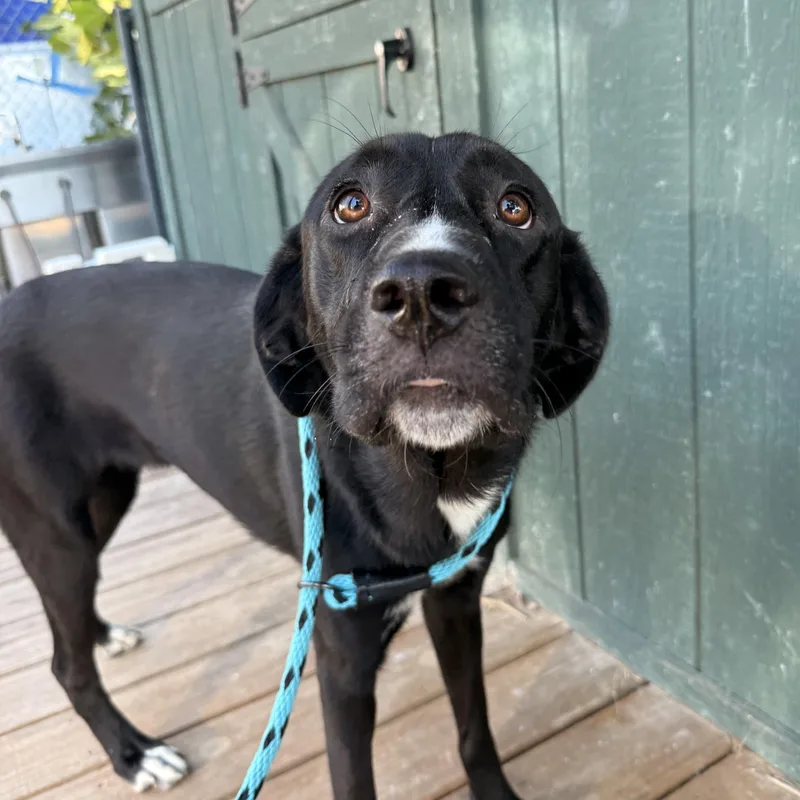 An adult medium-sized female Black Labrador Retriever dog named Stella for adoption in Columbia, SC