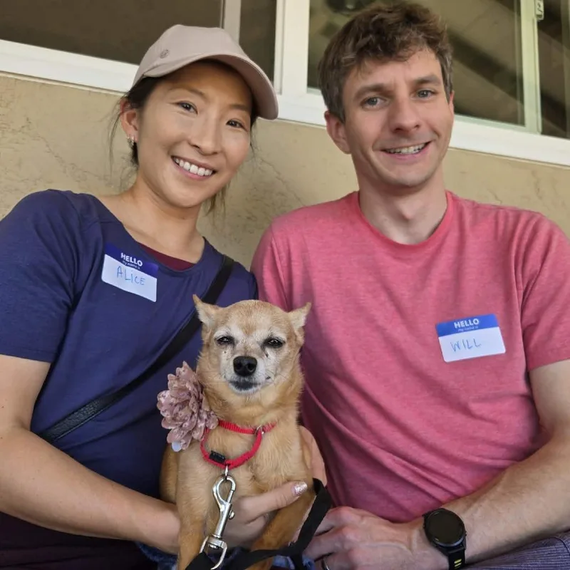 A senior small-sized female Yellow / Tan / Blond / Fawn Chihuahua dog named Sharkesha for adoption in Ramona, CA