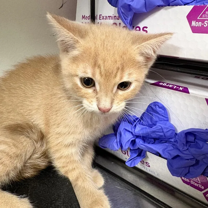 A baby small-sized female Cream / Ivory Domestic Short Hair cat named Heihei for adoption in League City, TX