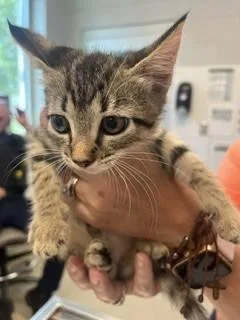 A baby small-sized female Domestic Short Hair cat named Minoan for adoption in Haw River, NC