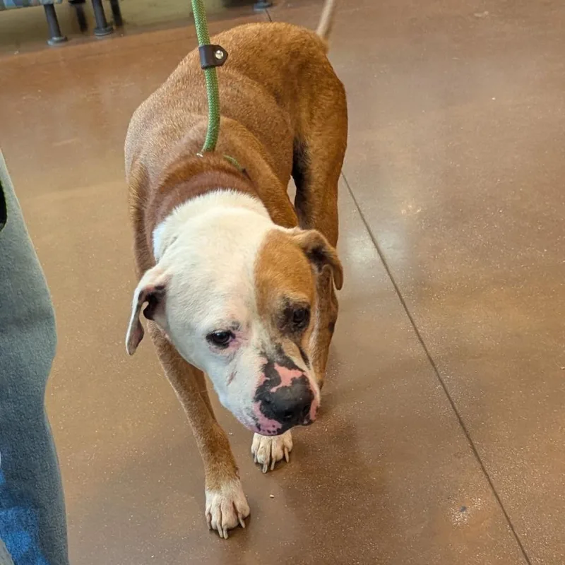 A senior medium-sized male Yellow / Tan / Blond / Fawn Mixed Breed dog named Sebastian for adoption in Lynchburg, VA