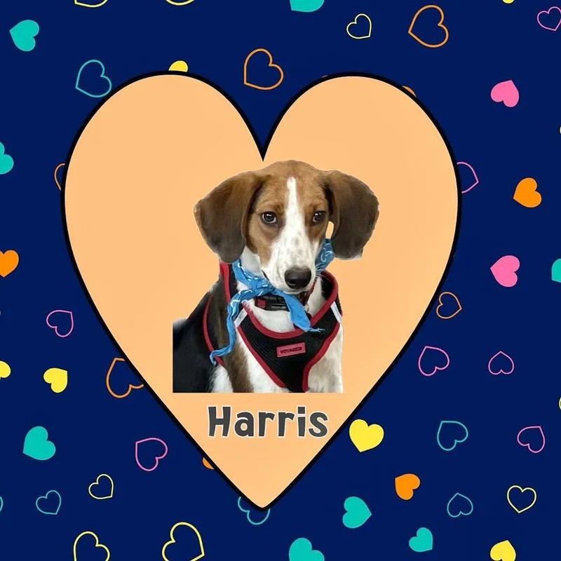 Harris thumbnail 3