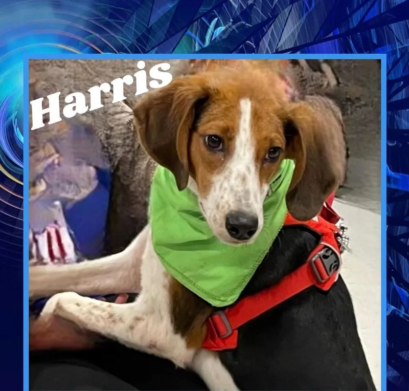 Harris thumbnail 5