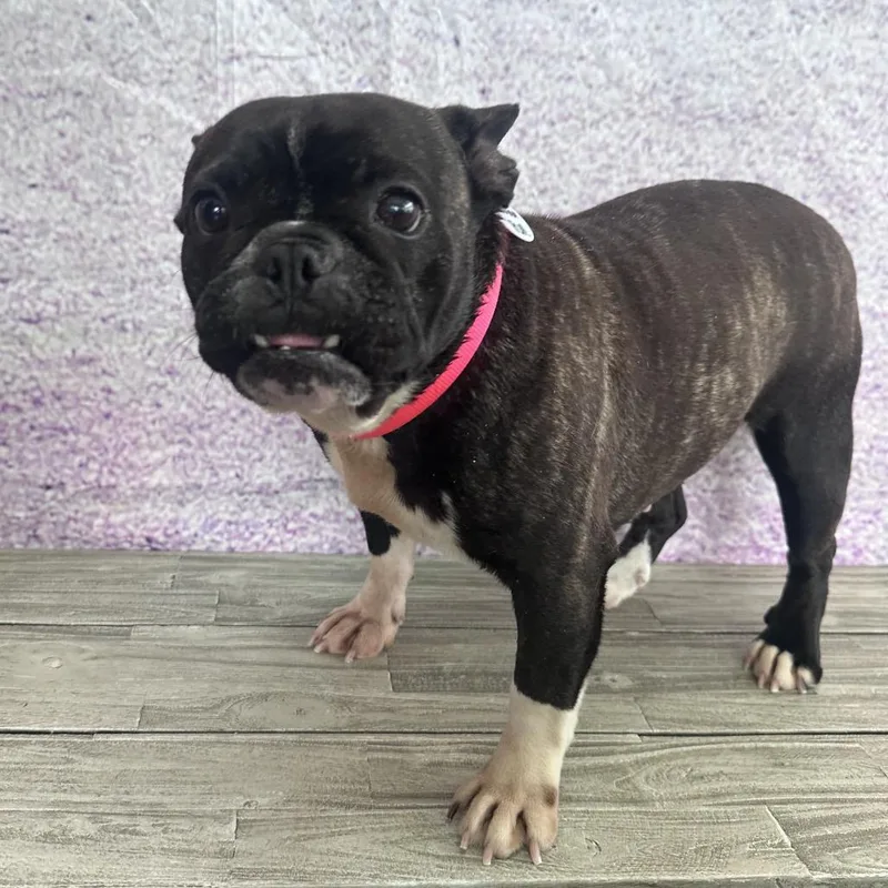 An adult medium-sized female Black French Bulldog dog named Louvre for adoption in Normal, IL