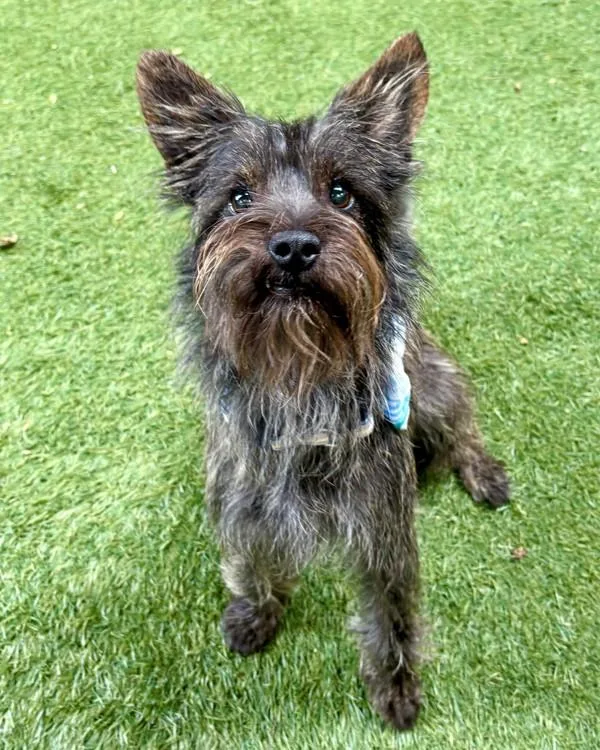 A young small-sized male Cairn Terrier dog named Sparkie for adoption in Novato, CA