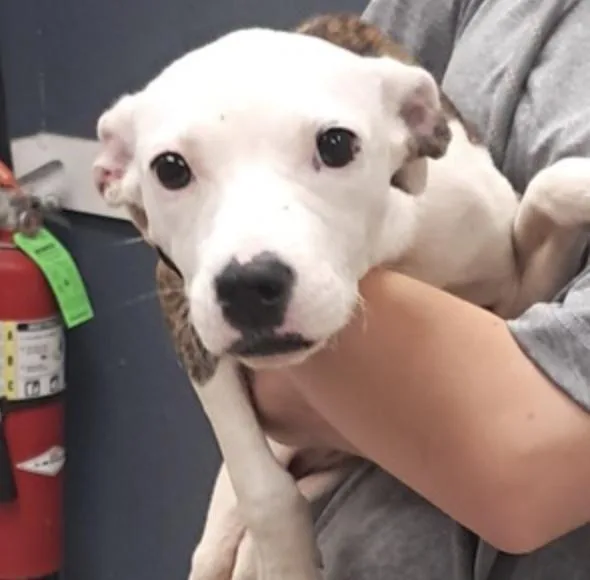 A baby medium-sized female Brindle Pit Bull Terrier dog named Lola for adoption in Hollister, MO