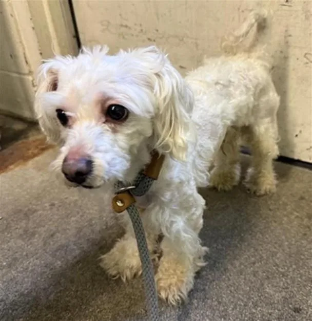 An adult small-sized male Poodle dog named A for adoption in Sacramento, CA
