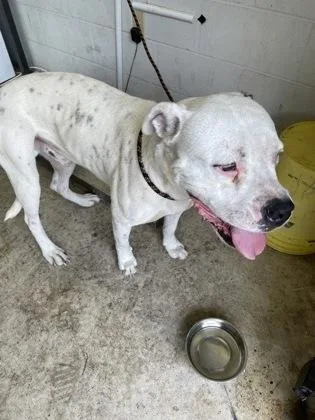 An adult large-sized male Pit Bull Terrier dog named Corbin for adoption in Gainesville, FL