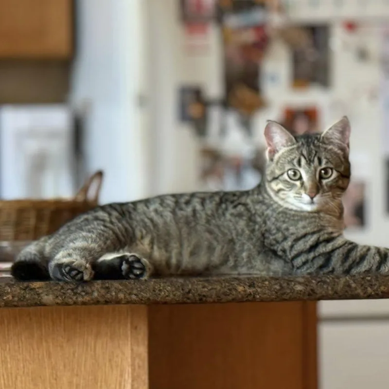 Prince William thumbnail 5