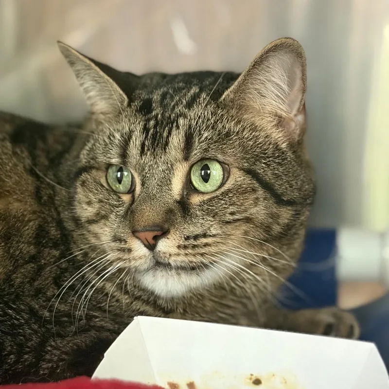 A senior large-sized male Domestic Short Hair cat named Mr. Bean for adoption in Cumming, GA