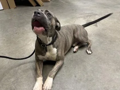 An adult large-sized male Mixed Breed dog named Andre for adoption in Atlanta, GA