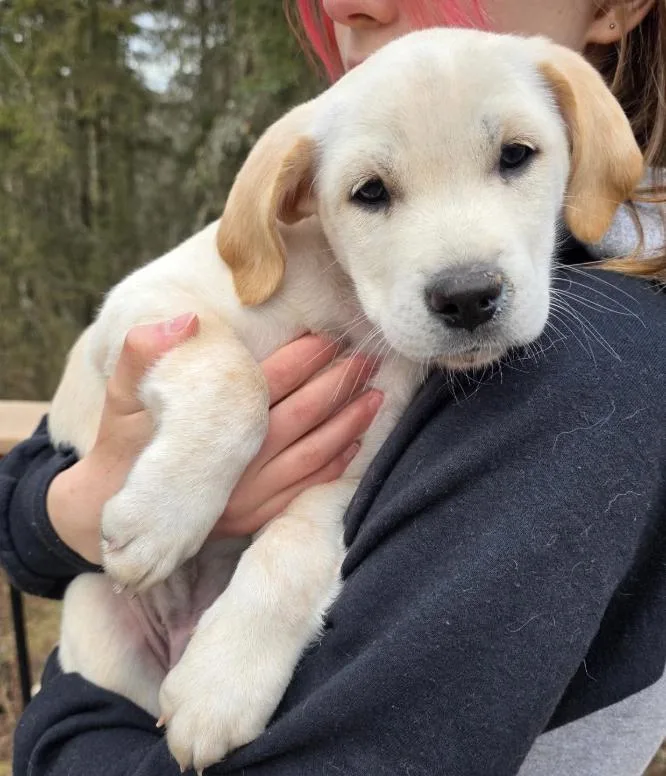 A baby large-sized male Labrador Retriever dog named Nova for adoption in Anchorage, AK