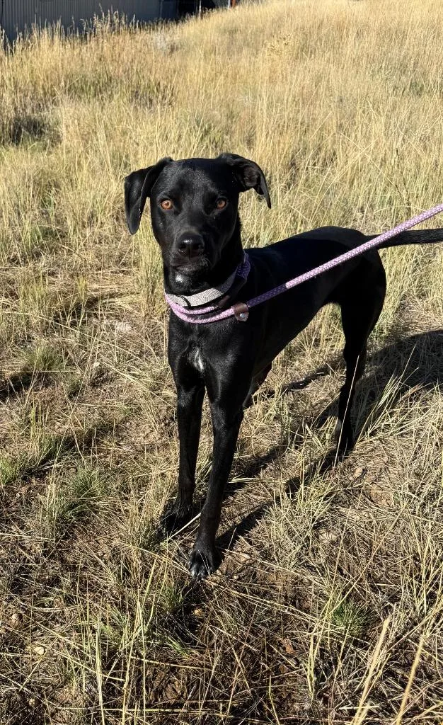 A young medium-sized female Dalmatian dog named Lulu for adoption in Thayne, WY
