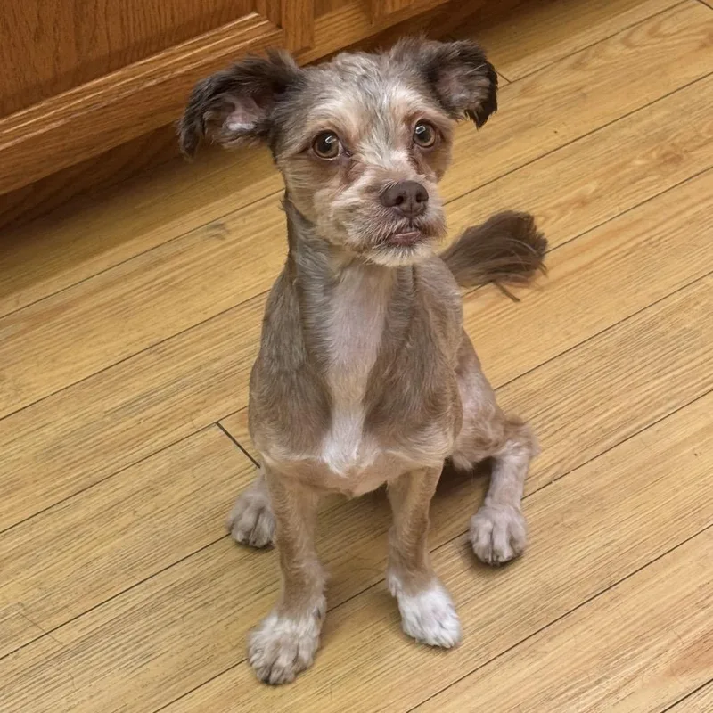 An adult small-sized male Brown / Chocolate Poodle dog named Aj for adoption in Las Vegas, NV