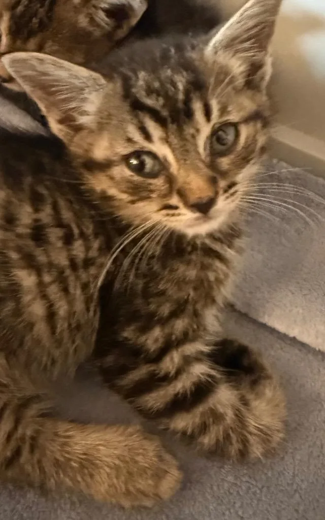 A baby medium-sized male Domestic Short Hair cat named Mufasa for adoption in Pomona, NY