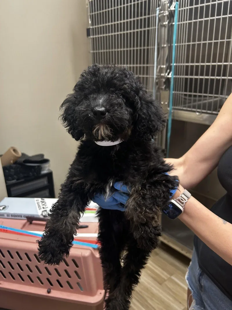 A baby small-sized male Bernese Mountain Dog dog named Usopp for adoption in Valrico, FL