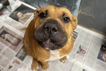 An adult large-sized female Shar-Pei dog named Sharpay for adoption in Westland, MI