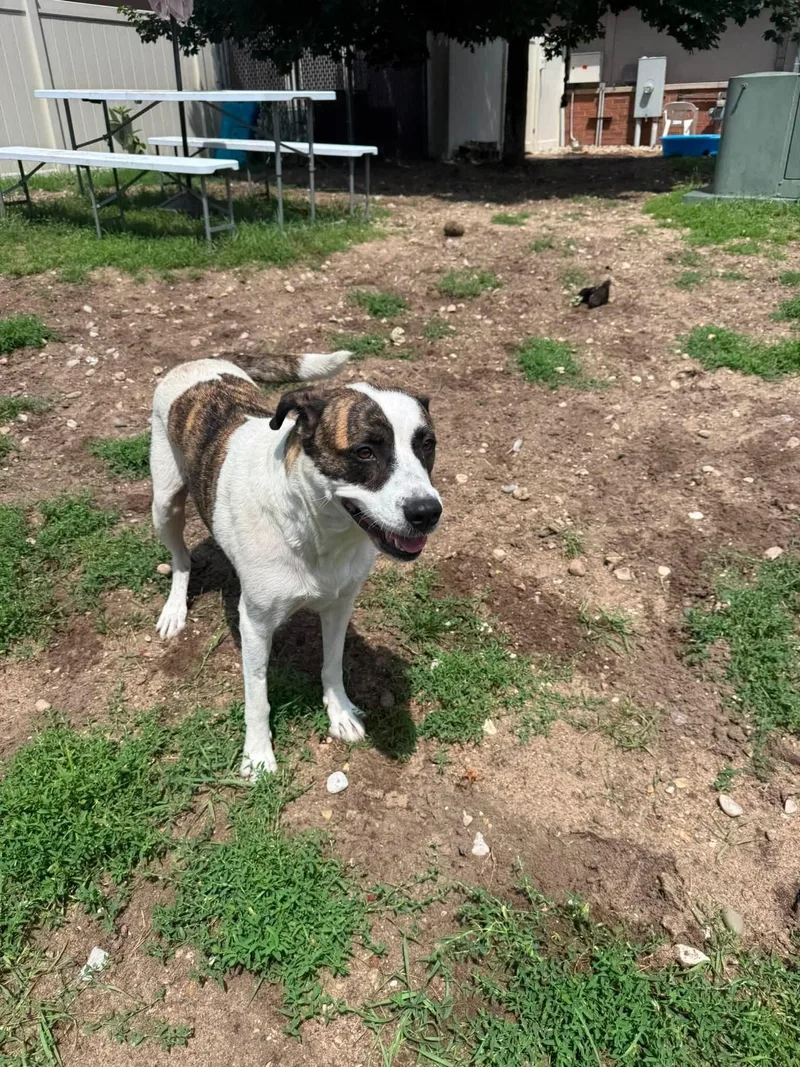 Piper