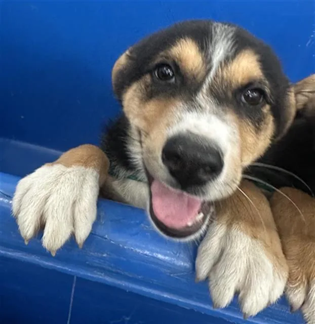 A baby large-sized female Mixed Breed dog named Ginny for adoption in Dallas, TX