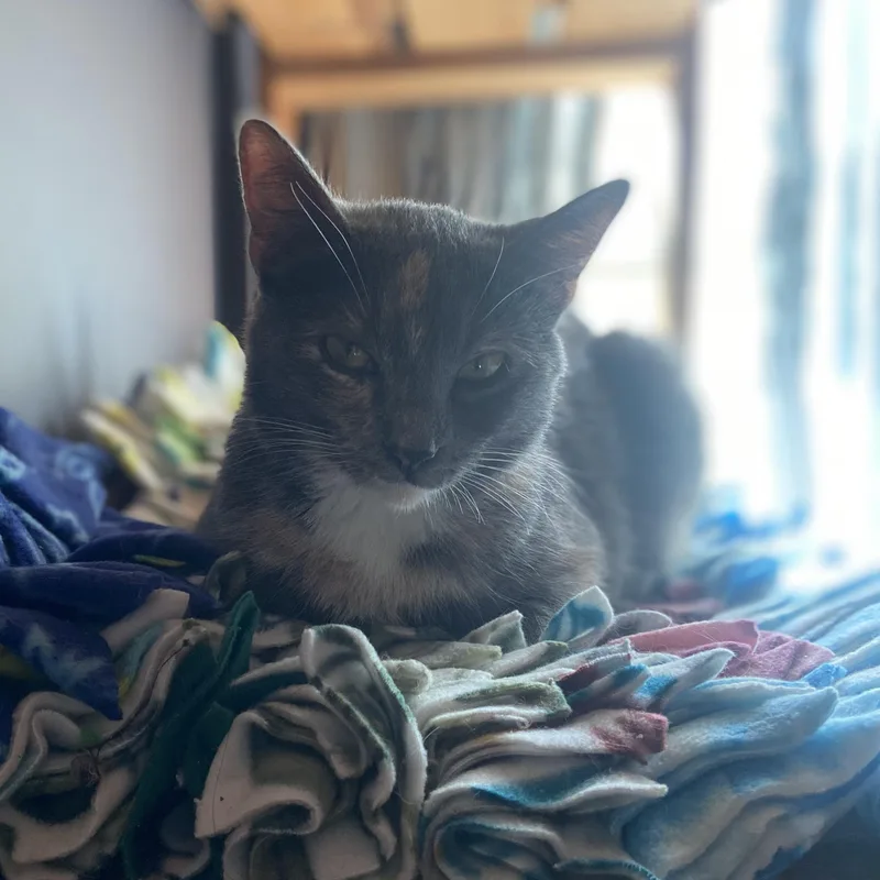 A young medium-sized female Dilute Tortoiseshell Domestic Short Hair cat named Madison Coleman for adoption in Morrison, CO