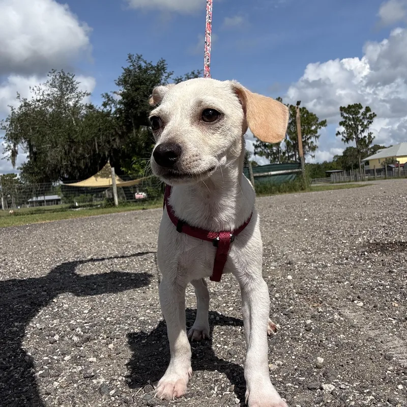 A baby small-sized male Yellow / Tan / Blond / Fawn Chihuahua dog named Noodle for adoption in Myakka City, FL