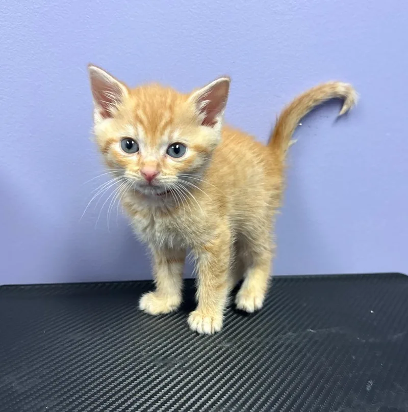 A baby small-sized male Domestic Short Hair cat named Kingston for adoption in Washington Court House, OH