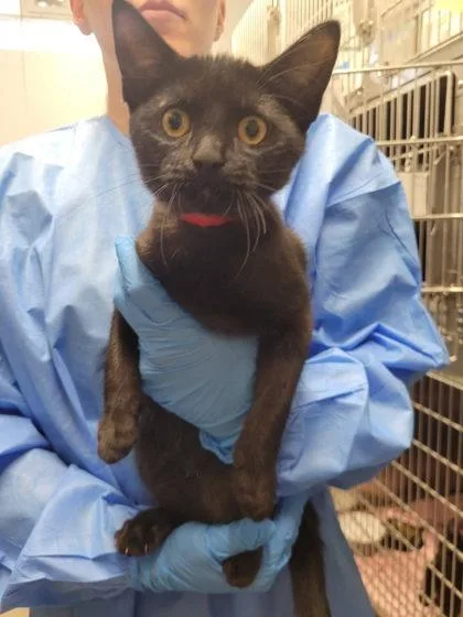 A baby medium-sized female Domestic Short Hair cat named Comma for adoption in Hobart, IN