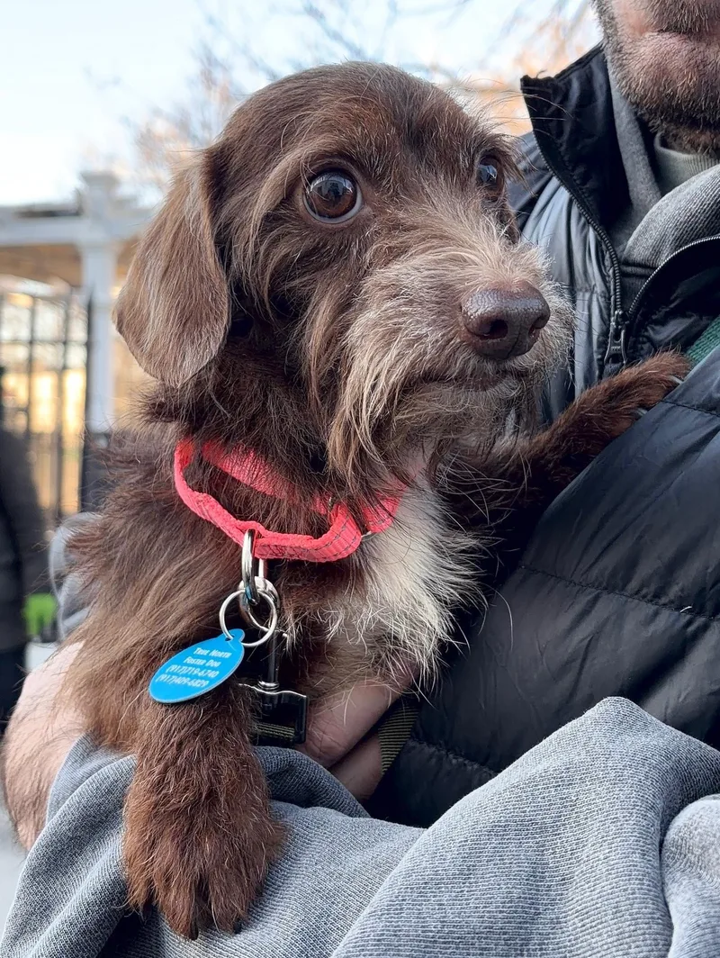 Carmelina thumbnail 2