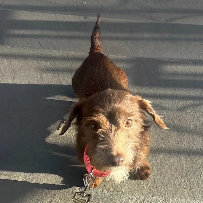 Carmelina thumbnail 3