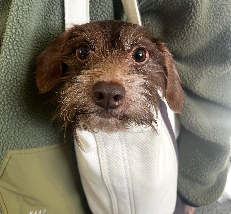 Carmelina thumbnail 4