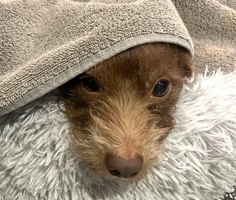 Carmelina thumbnail 5