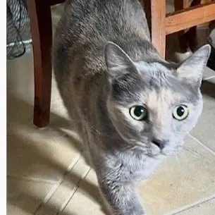 An adult medium-sized female Domestic Short Hair cat named Casey for adoption in Gastonia, NC