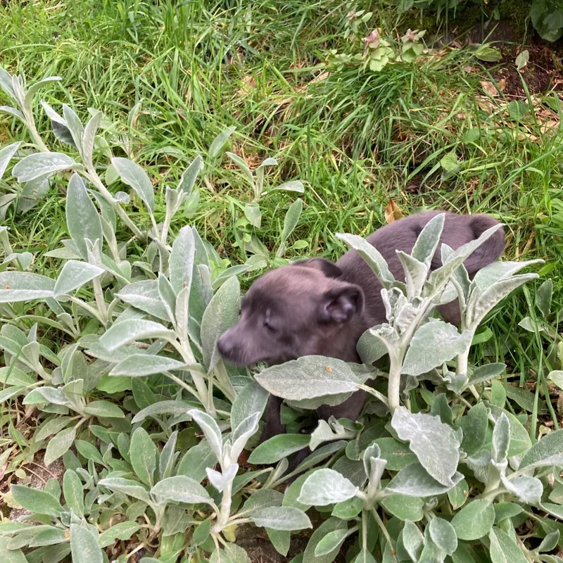 Meet Ivy — A thumbnail 2