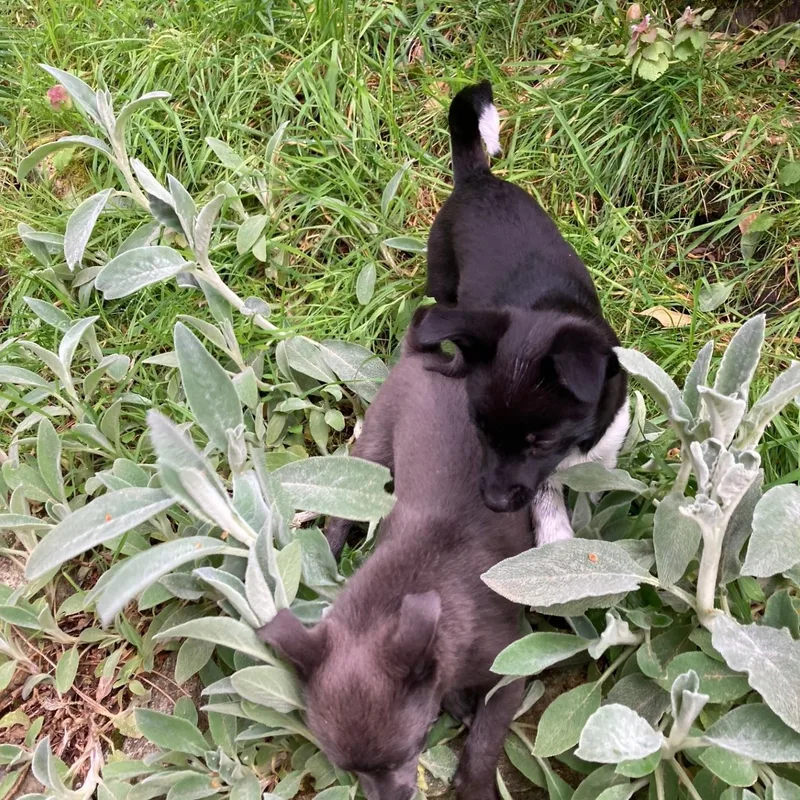 Meet Ivy — A thumbnail 3