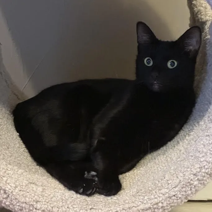 Malibu Delgado thumbnail 3