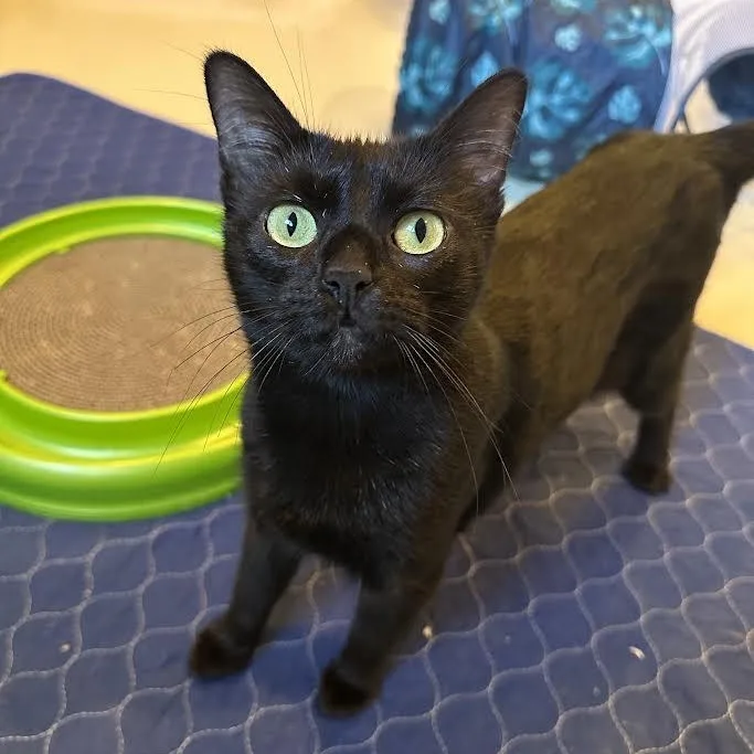 Malibu Delgado thumbnail 5