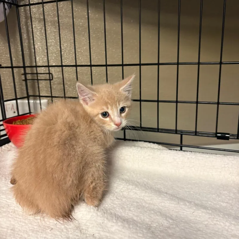 A baby small-sized male Buff / Tan / Fawn Domestic Short Hair cat named Mango for adoption in Pennsville, NJ