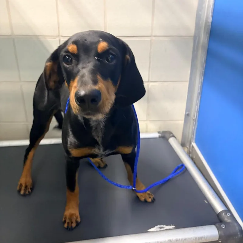 A young medium-sized female Black Hound dog named Daphne for adoption in Bryan, TX