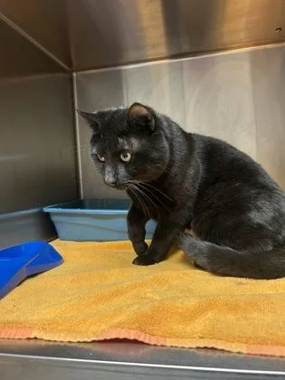 An adult medium-sized male Black Domestic Short Hair cat named Coal for adoption in Blue Springs, MO