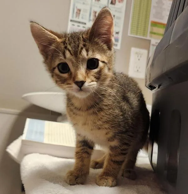 A baby small-sized male Domestic Short Hair cat named Brayden for adoption in Oakland, CA
