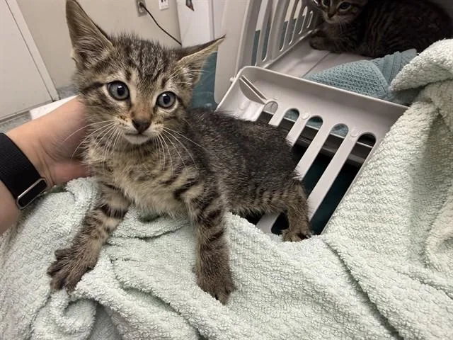 A baby small-sized male Domestic Short Hair cat named Leonardo for adoption in Garland, TX
